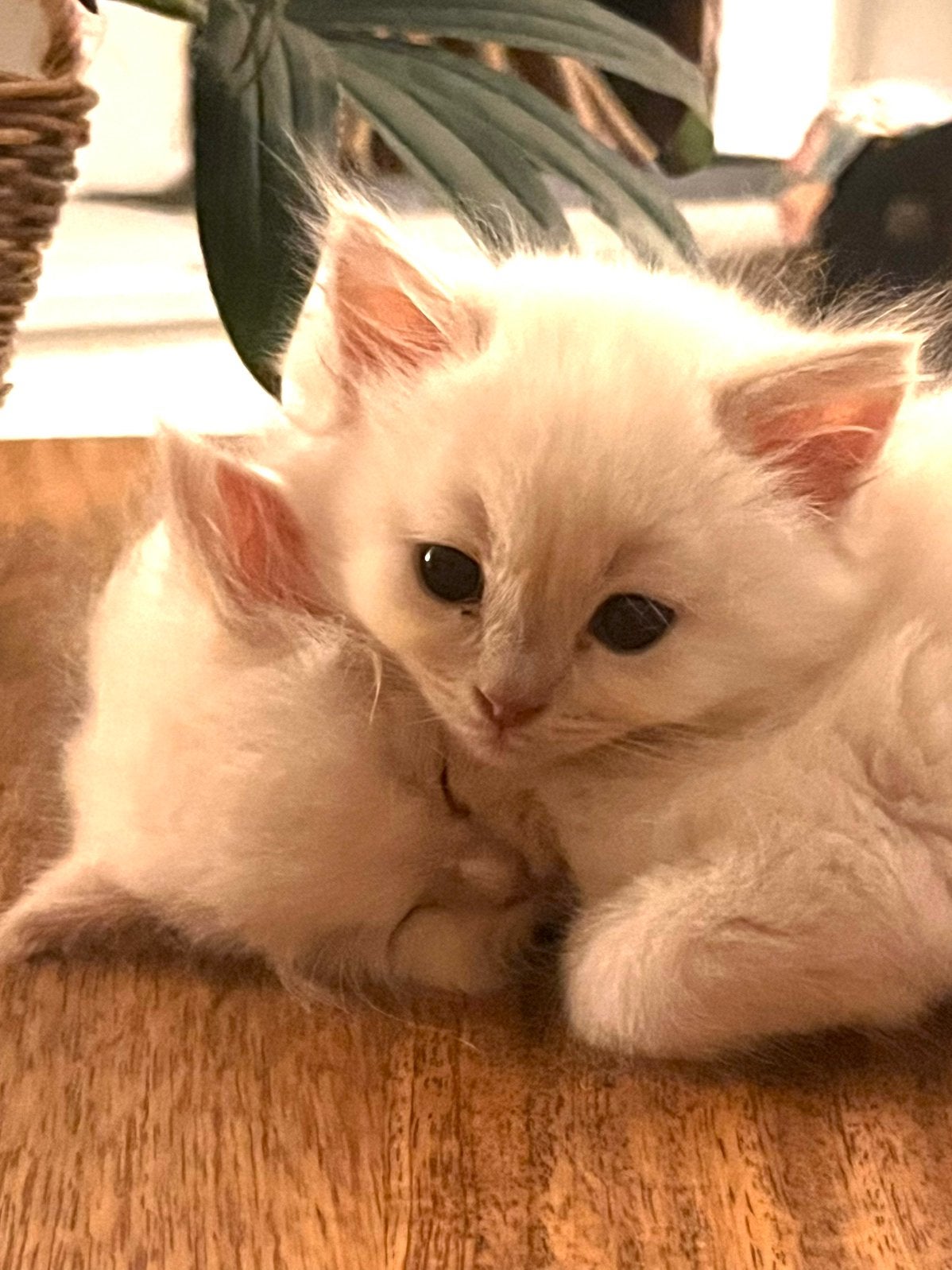 Ragdollkittens met stamboom, getest, zeldzame kleur, fawn, Meerdere dieren, Langharig, 0 tot 2 jaar