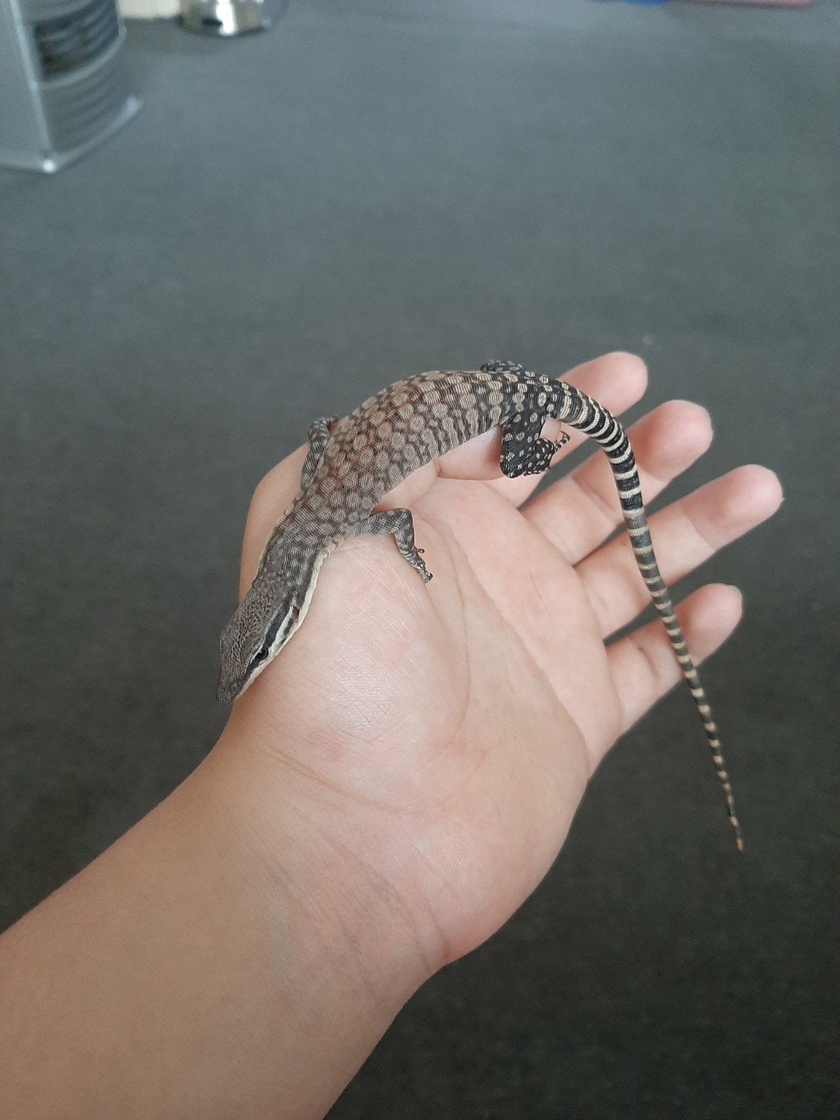 Varanus Glauerti (Kimberly Rock Monitor) Monitor Lizard - unknown for sale from Johnny