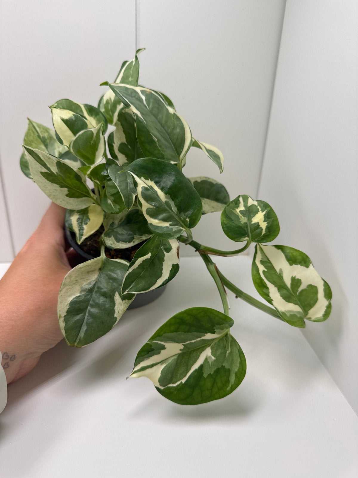 Epipremnum N'Joy - Prachtige Bonte Kamerplant nr1, Ophalen