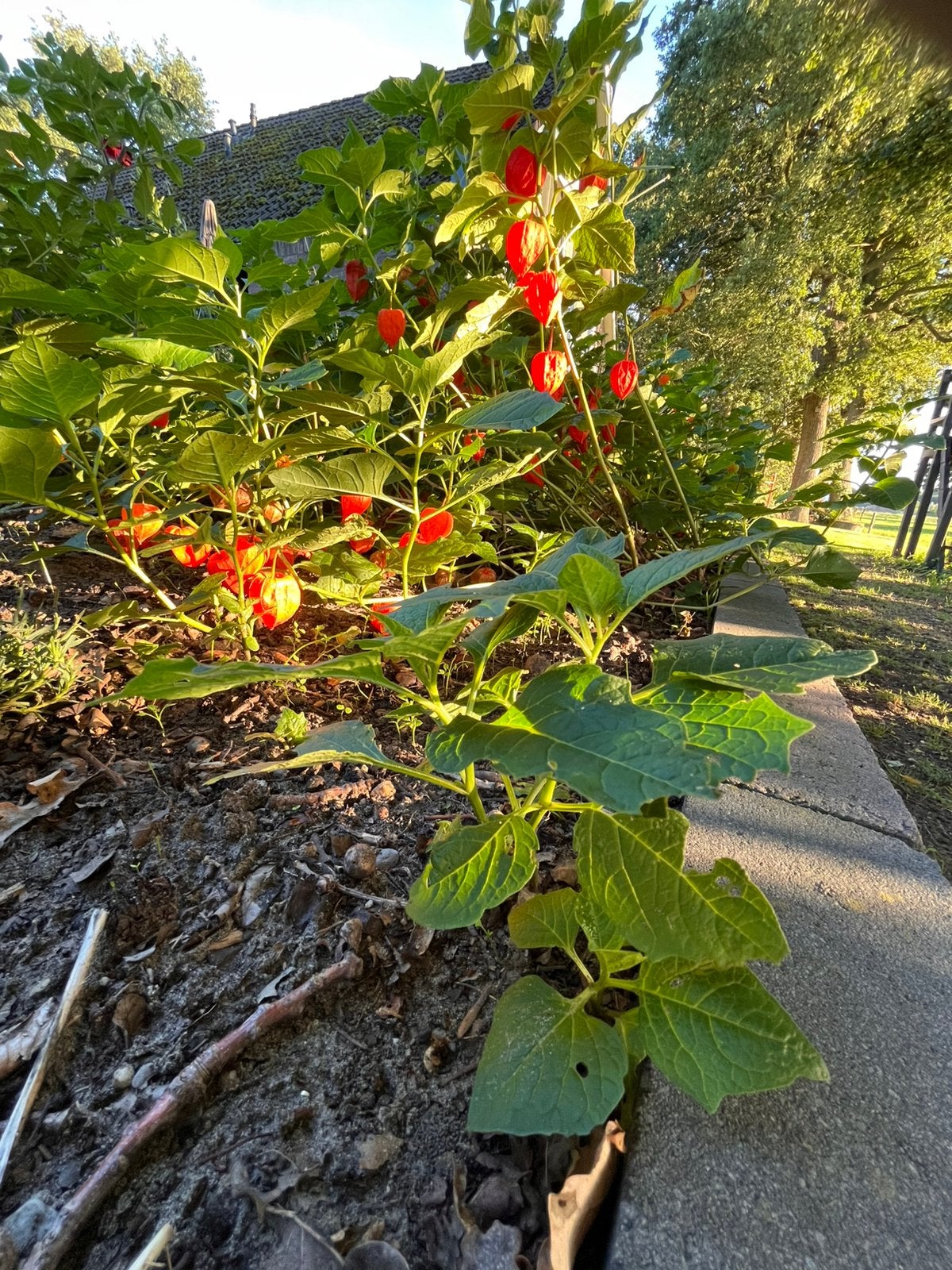Planten van deze prachtige oranje lampionnetjes, Overige soorten, Volle zon, Vaste plant, Ophalen of Verzenden
