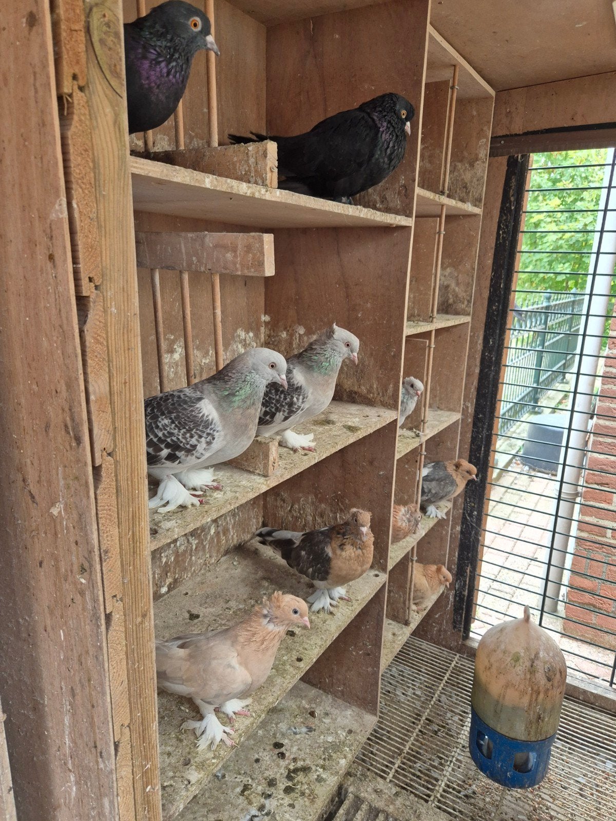 mooie Takla duiven ., Meerdere dieren, Tuimelaar of Roller