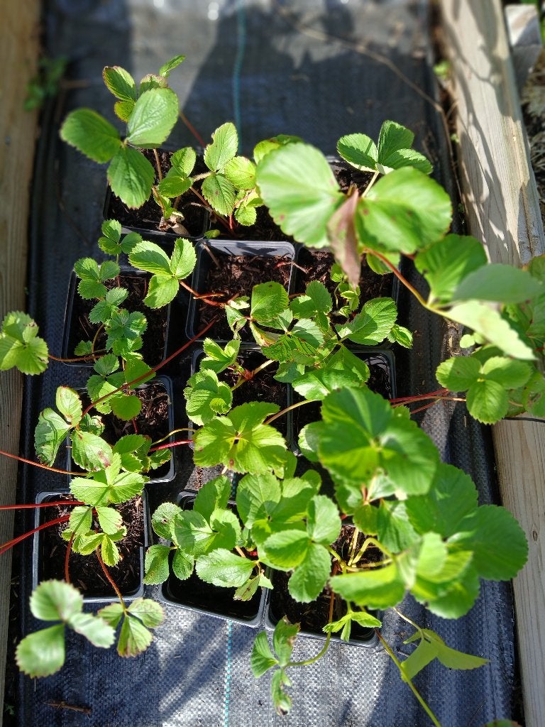 Goed gewortelde aardbeien, uit eigen tuin. €1,- per stuk, Ophalen, Vaste plant, Fruitplanten, Volle zon