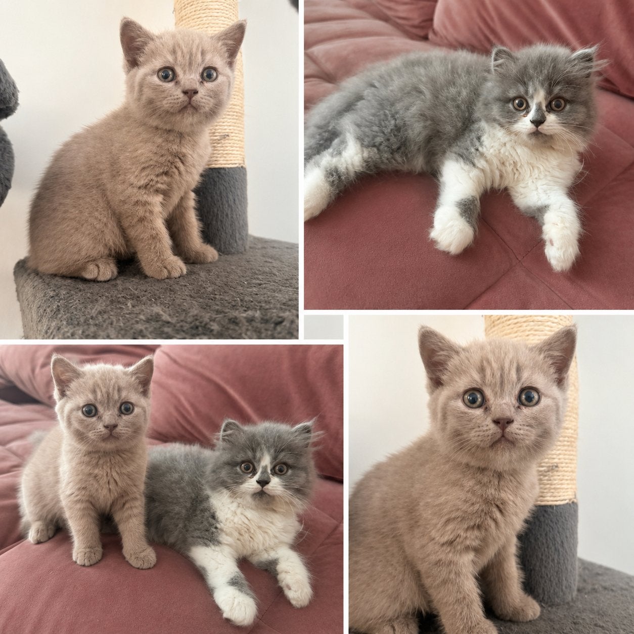 Britse korhaar en langhaar, Meerdere dieren, Met stamboom