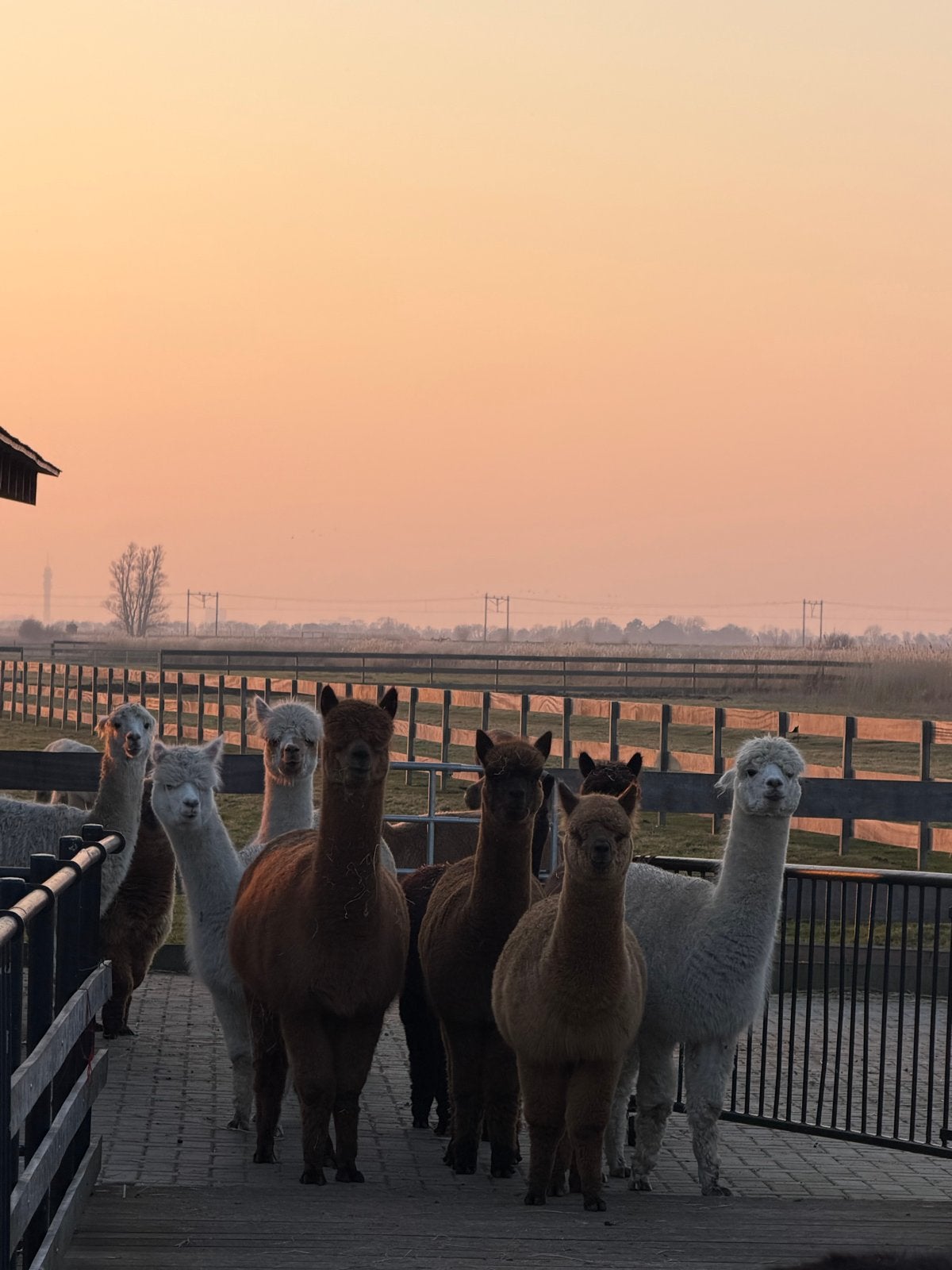 Alpacas te koop. Met en zonder stamboom, Dieren en Toebehoren, Overige Dieren, Januari, Meerdere dieren