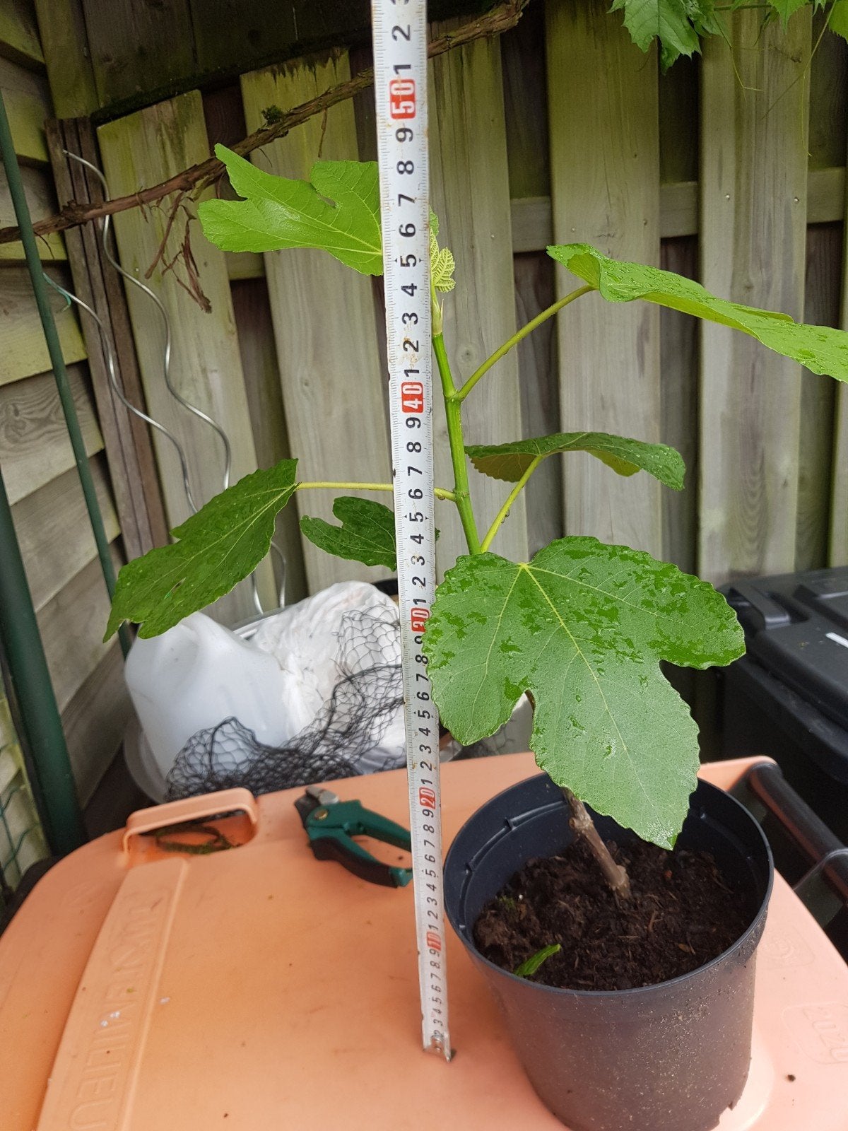 Vijgenboom 'Brown Turkey’, Tuin en Terras, Ophalen of Verzenden, Overige soorten, Volle zon
