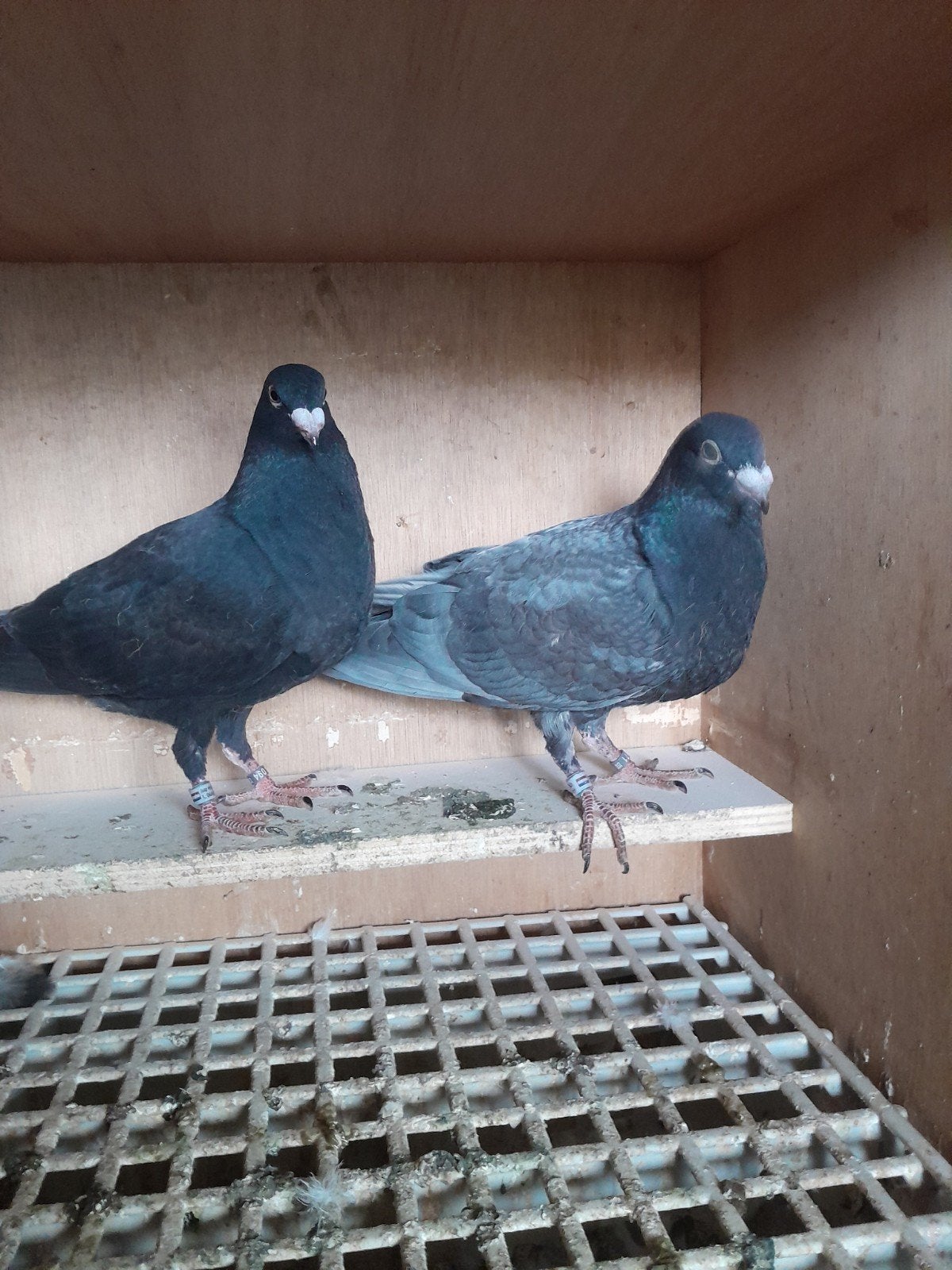 valenciano kroppers, Dieren en Toebehoren, Vogels | Duiven, Meerdere dieren, Kropper