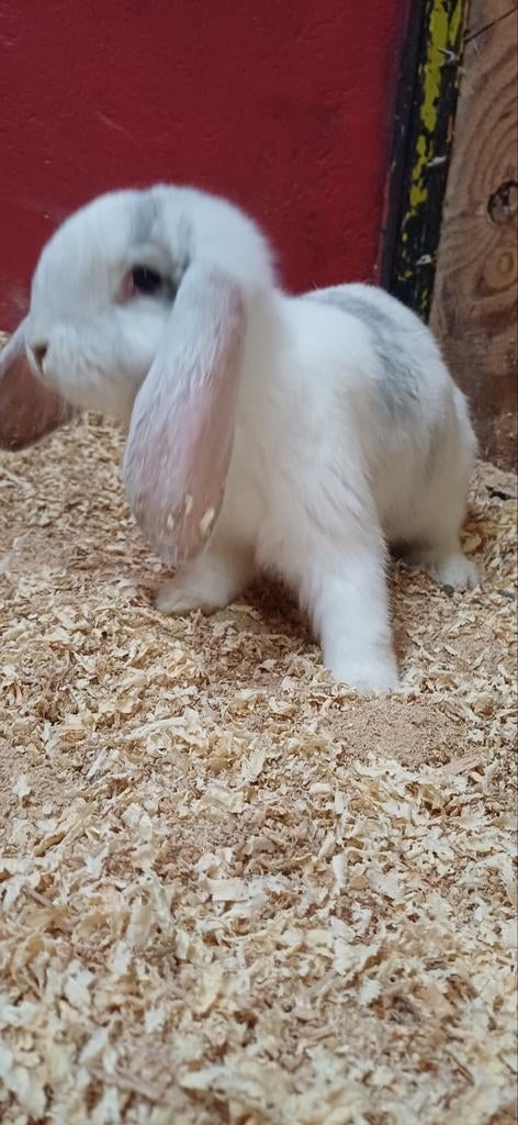 Franse hangoor rammetje, Dieren en Toebehoren, Konijnen, Geslacht onbekend, Groot, Hangoor, 0 tot 2 jaar