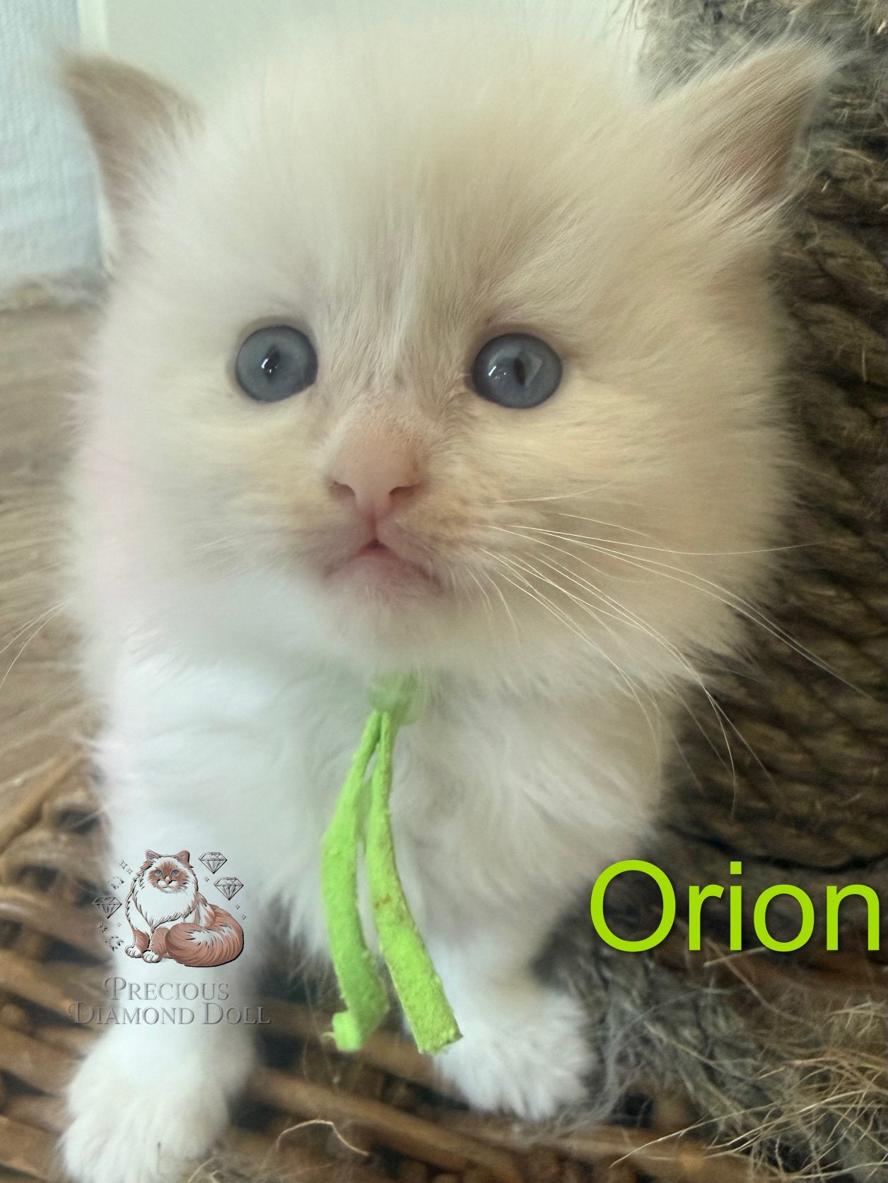 Zeldzame, Huiselijke ragdoll kittens met stamboom!, Dieren en Toebehoren, Katten en Kittens | Raskatten | Langhaar, Meerdere dieren