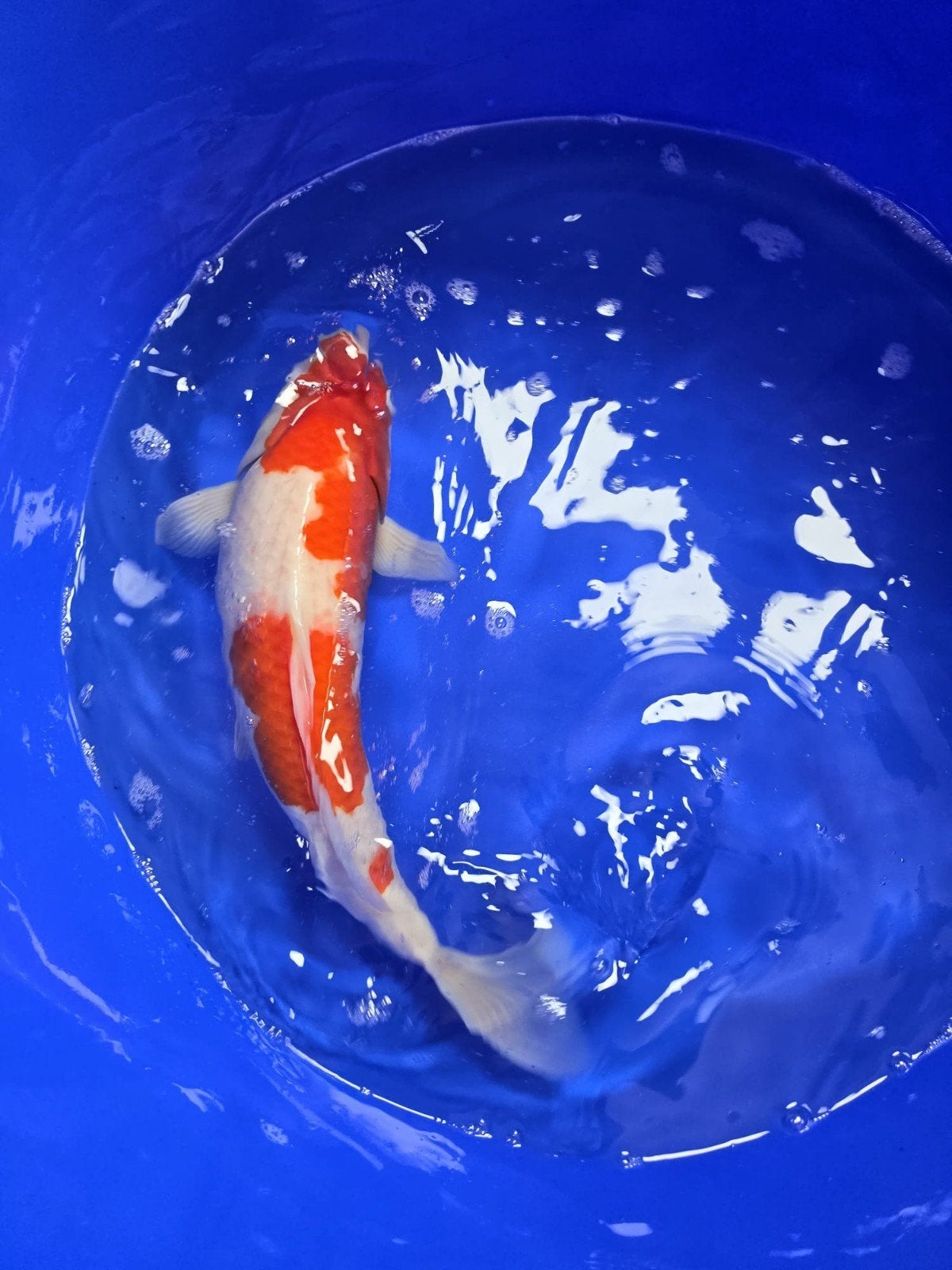 Nisai mix 40-45cm, Karper of Koi