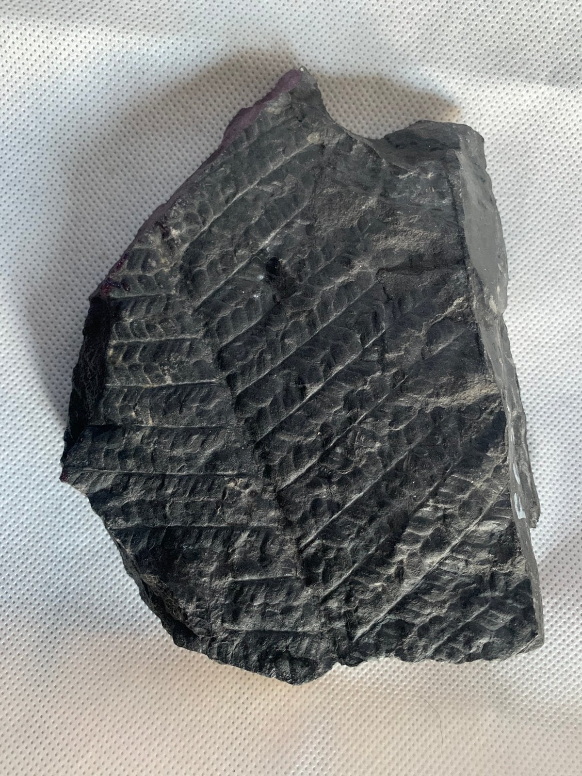 Fossiel Varenachtige 100% Carboon (ca. 300 miljoen jaar oud), Verzamelen, Mineralen en Fossielen, Ophalen of Verzenden, Fossiel