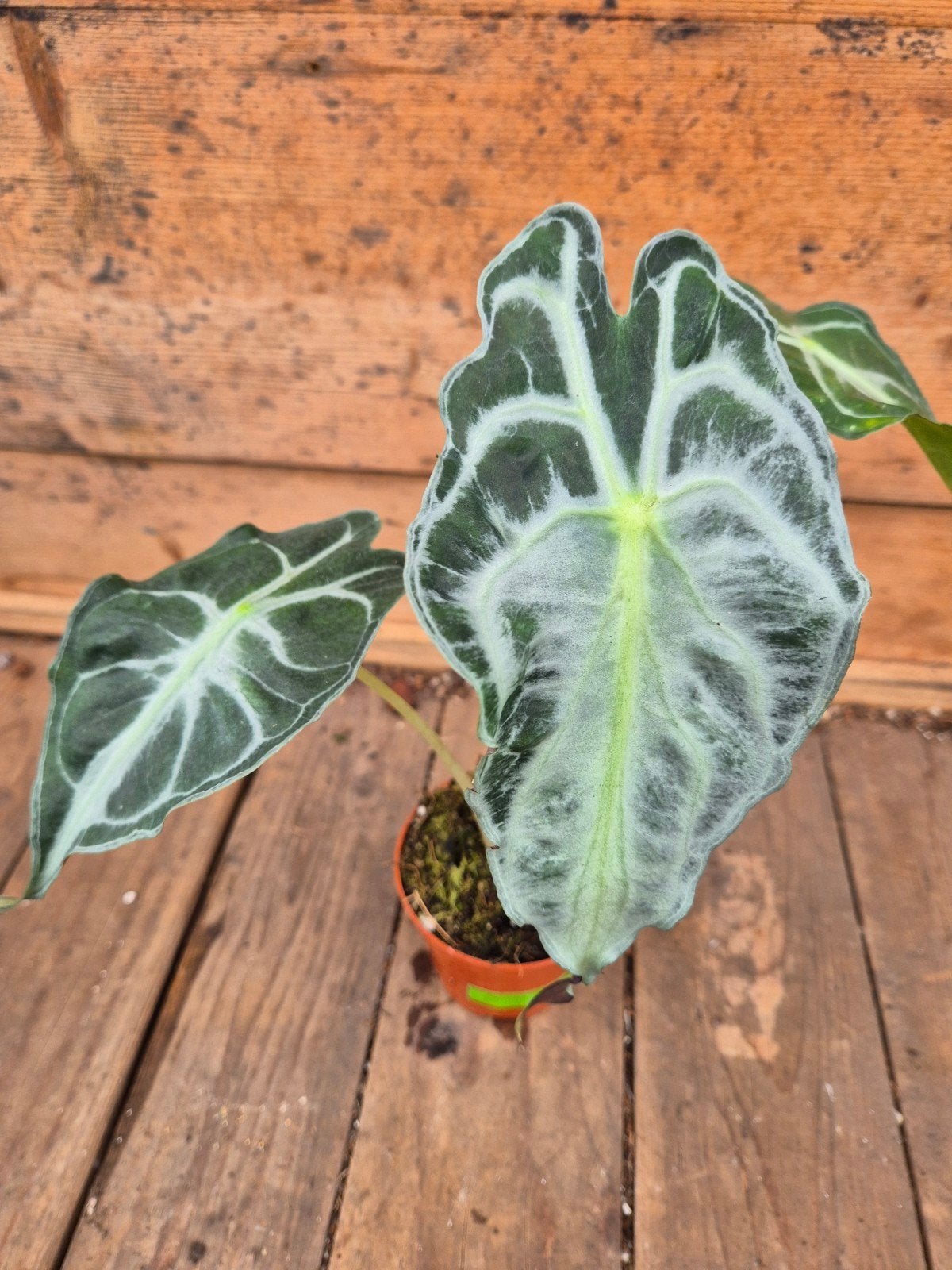 Alocasia Venom p8 (7), Ophalen of Verzenden, Halfschaduw, Minder dan 100 cm
