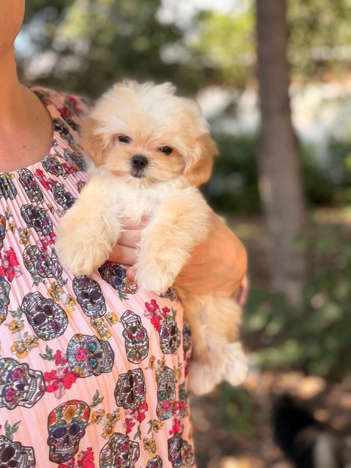 Maltipoo • Zeer Klein • Reutje • Matt, 8 tot 15 weken, Buitenland, Eén hond, Reu