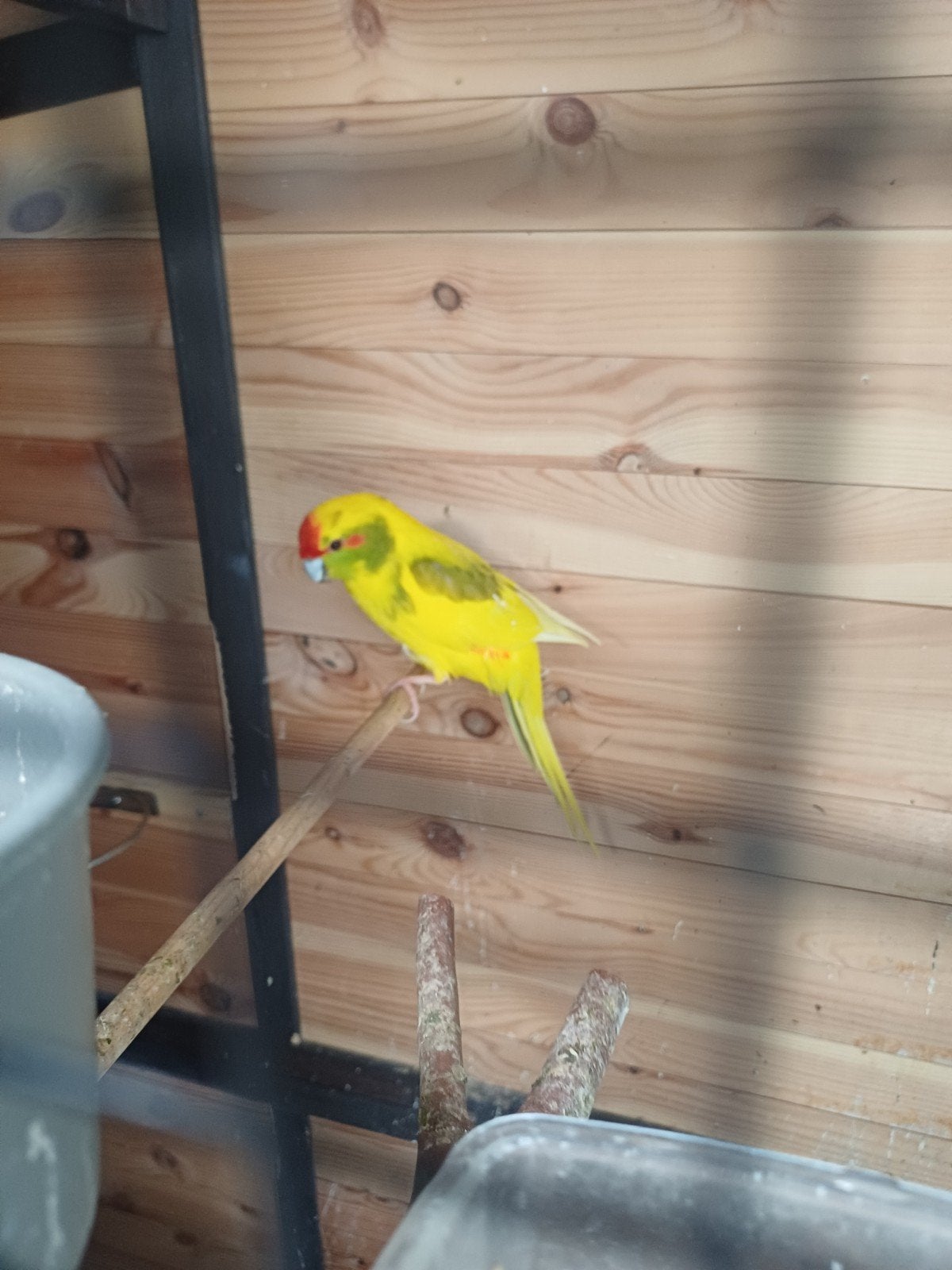 2 kakeriki man en 1 valkparkiet man, Dieren en Toebehoren, Vogels | Parkieten en Papegaaien, Mannelijk, Parkiet