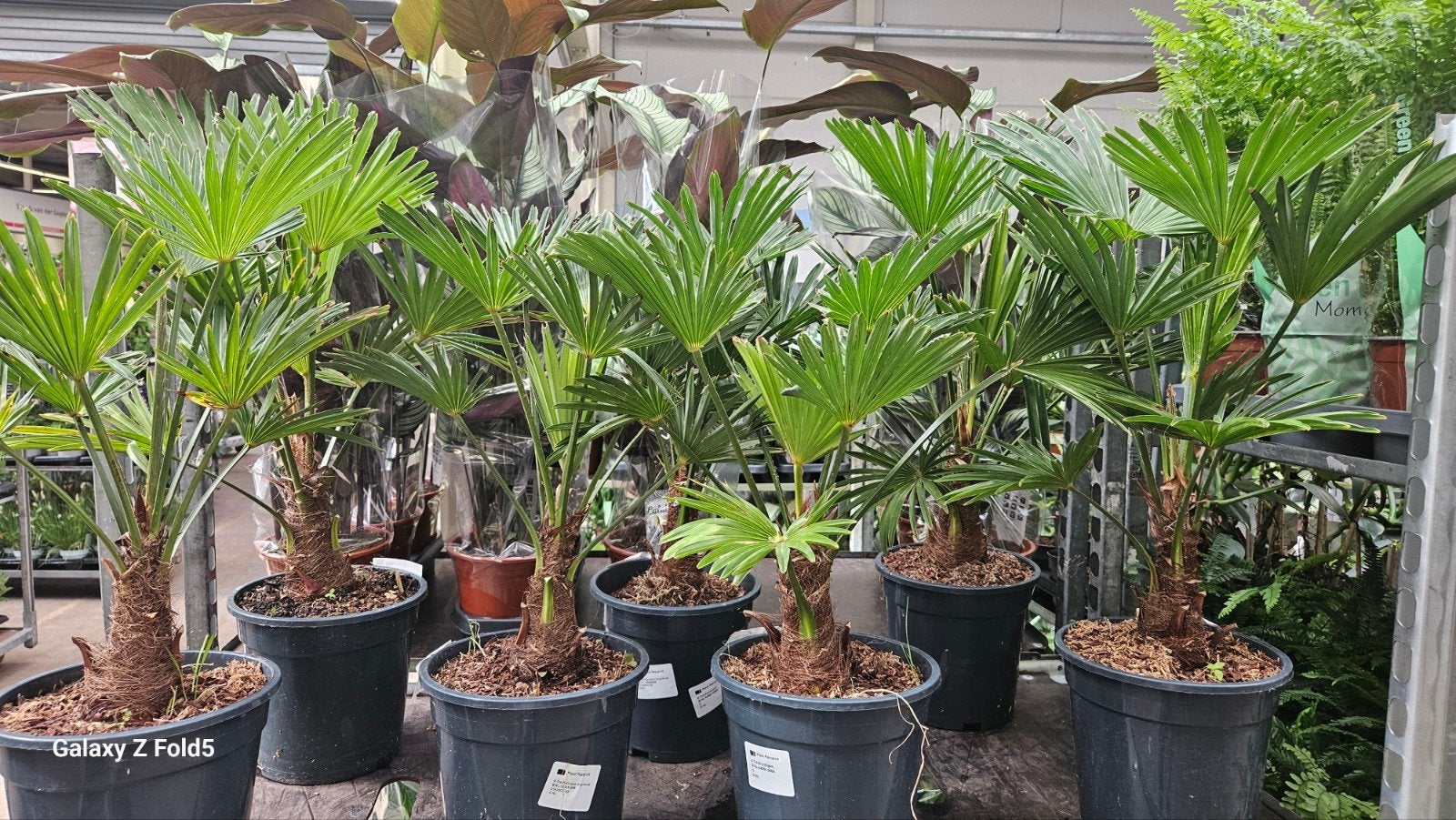 Trachyca  wagneriana Winterharde Palmboom, Overige soorten, Volle zon, Vaste plant, Ophalen of Verzenden