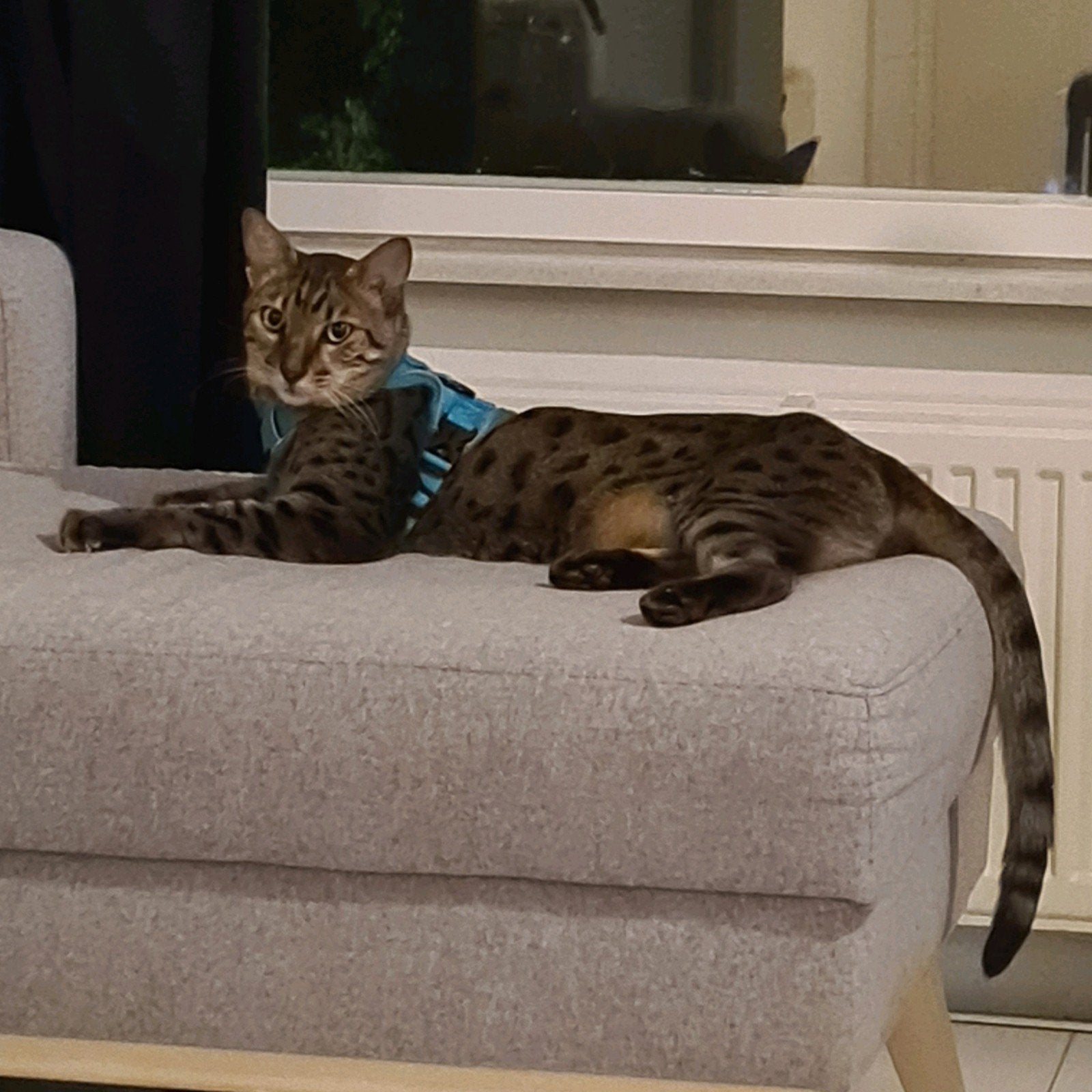Prachtige Savannah F6 Kater (gecastreerd) #Bengaal, Dieren en Toebehoren, Katten en Kittens | Raskatten | Korthaar, Kater, Gechipt