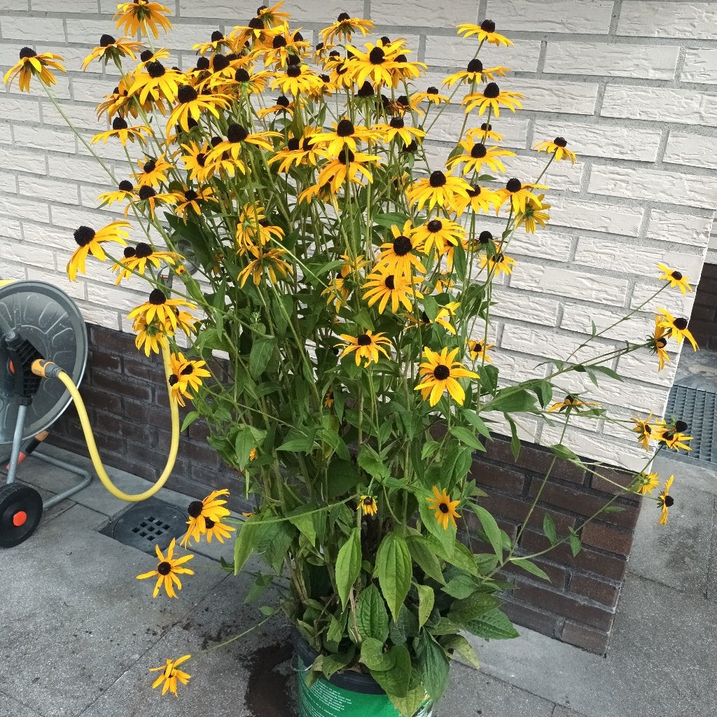 Rudbeckia, Ophalen, Overige soorten, Volle zon