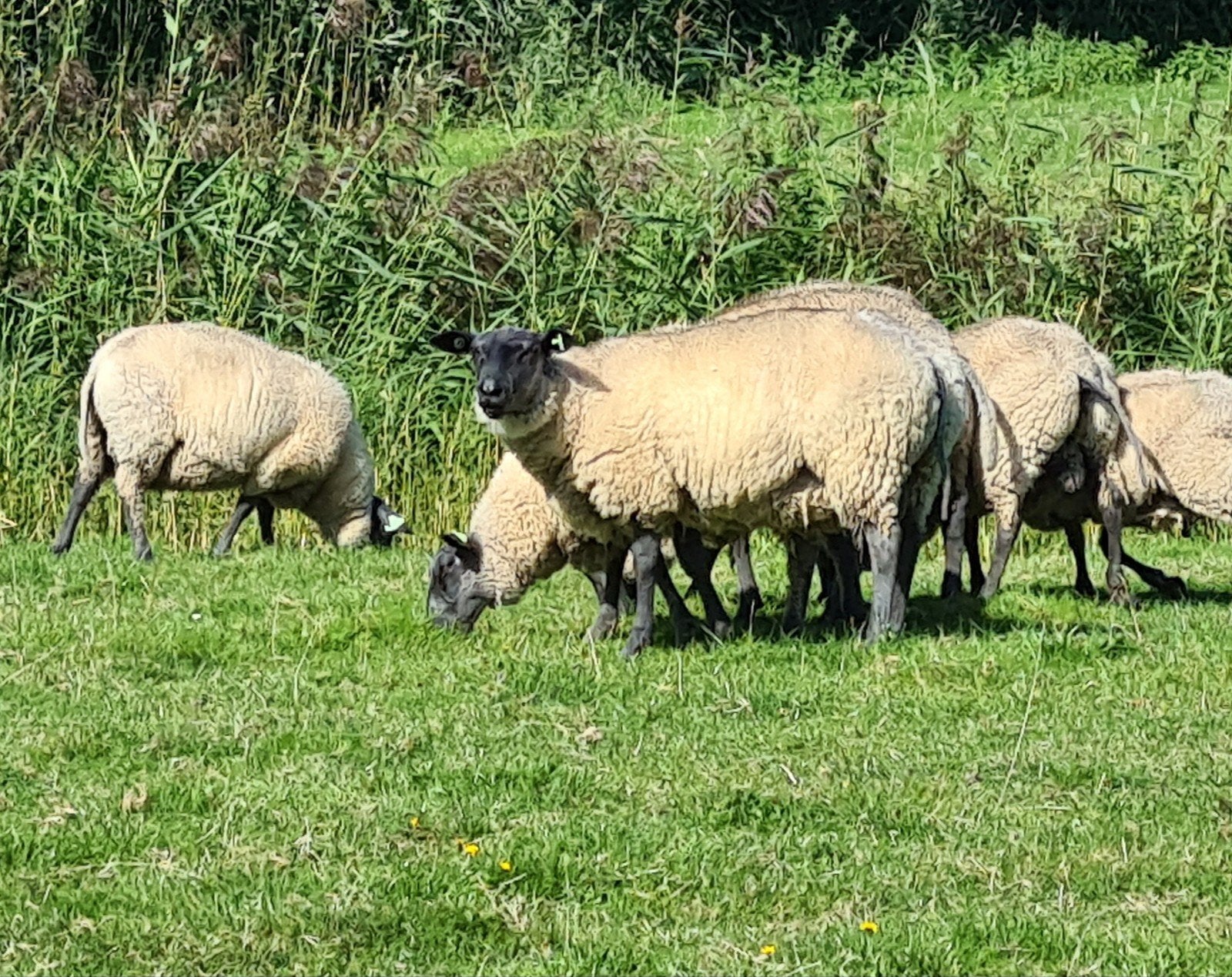 Mooie Bleu du Maine fokooien en dekrammetjes te koop., Dieren en Toebehoren