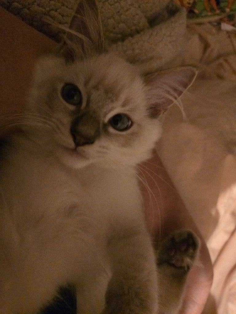 Ragdoll kitten met vleugje maine coon, Kater, Gechipt, 0 tot 2 jaar