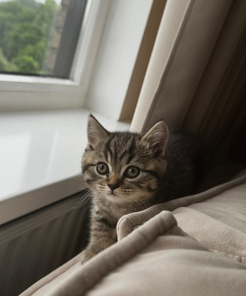 Britse korthaar kittens, mogen direct verlaten, Dieren en Toebehoren, Katten en Kittens | Raskatten | Korthaar, Meerdere dieren