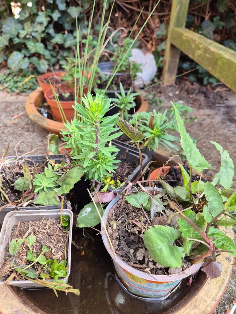 Diverse stekjes: marjolein, vlasleeuwenbek, herfstaster, Ophalen, Bodembedekkers, Vaste plant, Halfschaduw