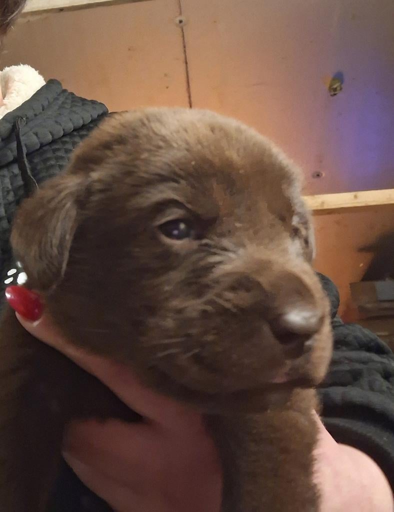 Bruine en zwarte labrador pups te reserveren, Parvo, Nederland, 8 tot 15 weken, Labrador retriever