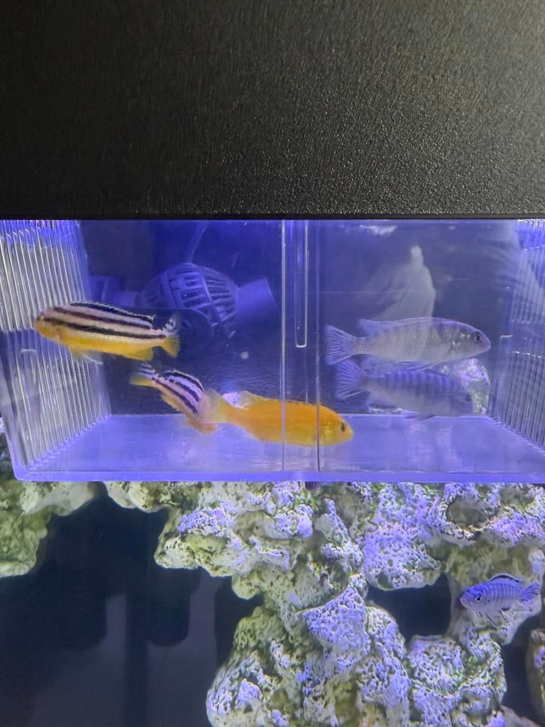 Malawi vis, Dieren en Toebehoren, Vissen | Aquariumvissen, Vis