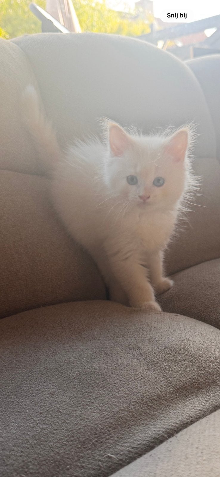 Main coon x kittens, Poes
