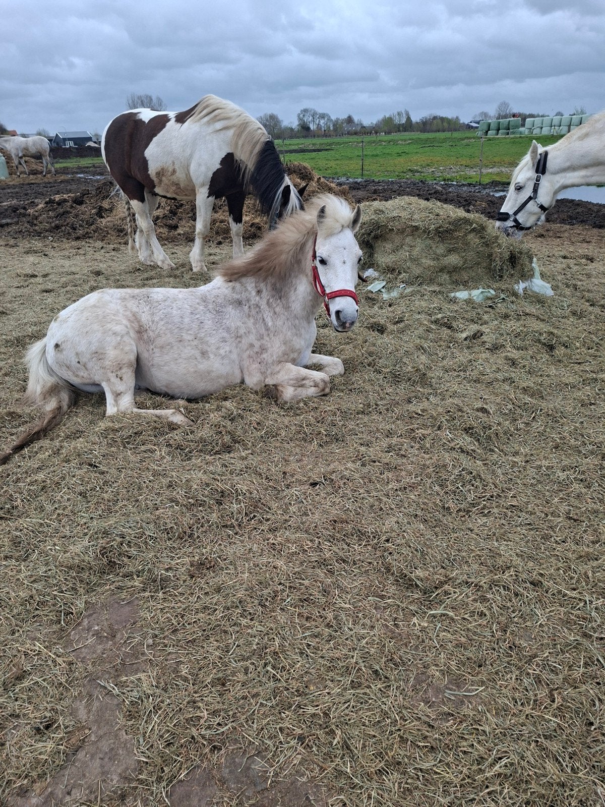 stalling gezocht Amersfoort omgeving, Dieren en Toebehoren, Stalling en Weidegang