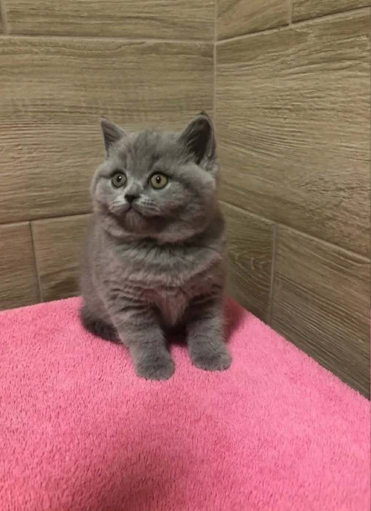 Lief Brits korthaar katertje zoekt een warm thuis, Kater, Gechipt, 0 tot 2 jaar