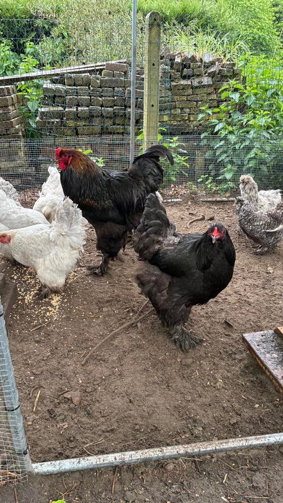 Zwarte bramha haan en hen te hoop, Meerdere dieren, Kip