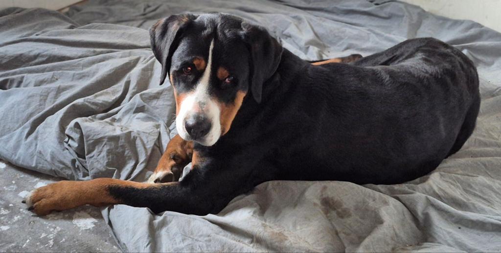 Grote Zwitserse Sennenhond pups, nog 4 reutjes!, Dieren en Toebehoren, Honden | Niet-rashonden, Meerdere dieren, Particulier, Meerdere
