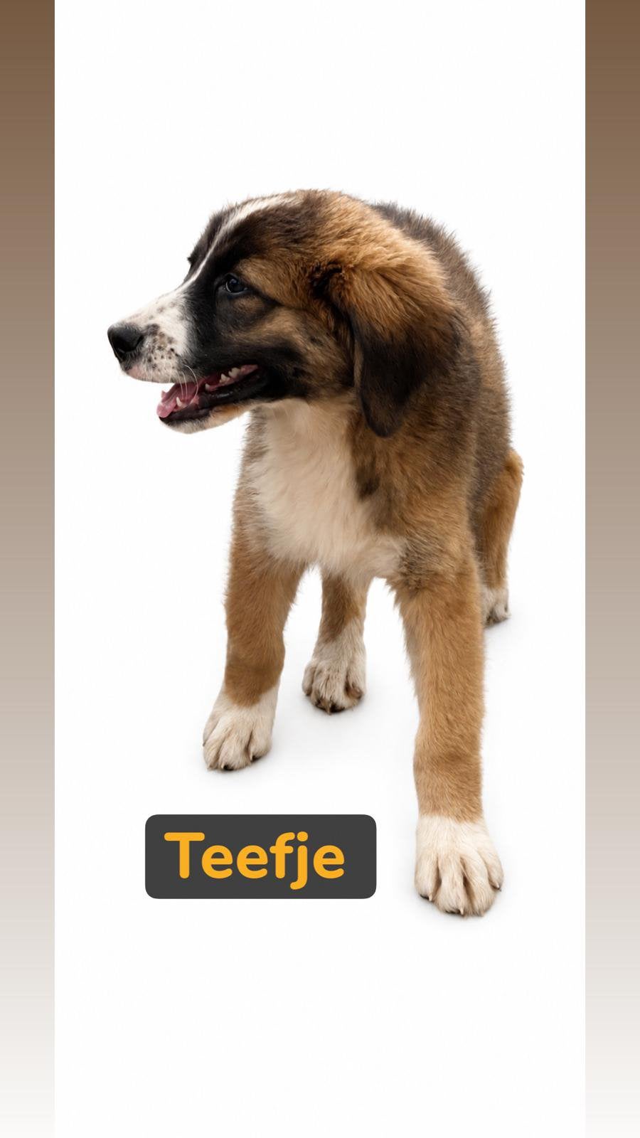 Prachtige pups berghond X sintbernard, Dieren en Toebehoren, Honden | Niet-rashonden, 8 tot 15 weken, Meerdere, Meerdere dieren
