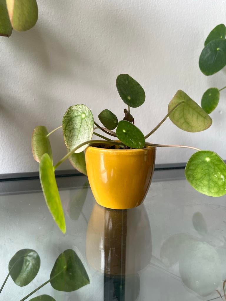 Speciaal pannekoek plantje met witte vlekken stekje, Tuin en Terras, Planten | Tuinplanten, Vaste plant, Overige soorten, Halfschaduw