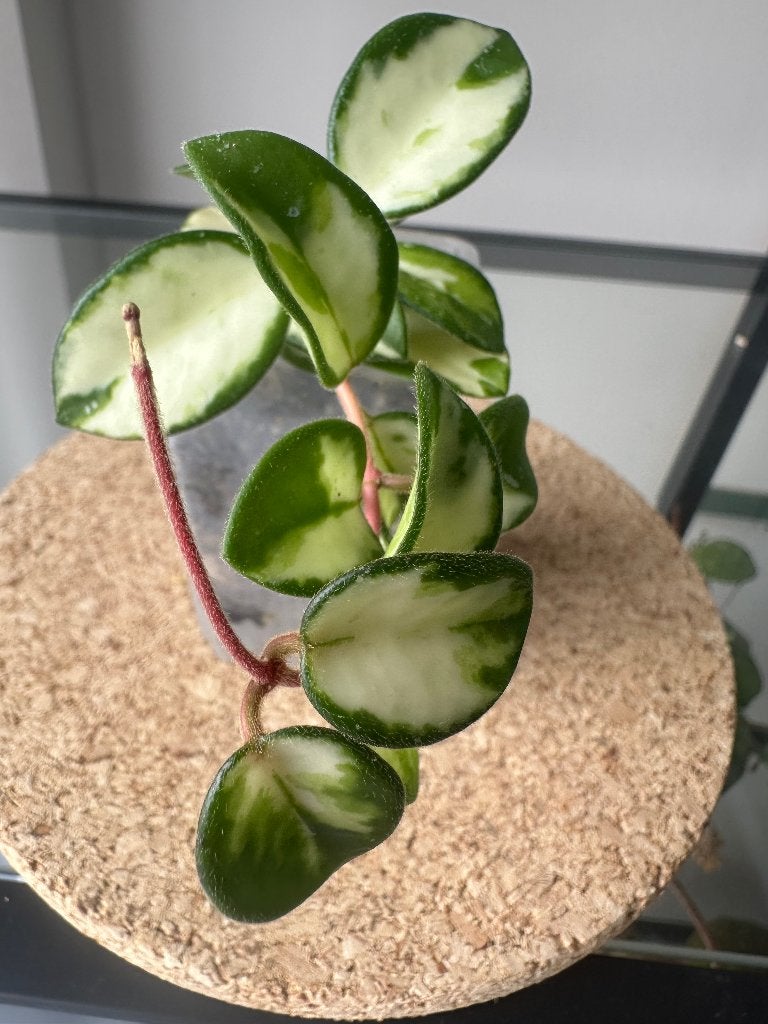 Hoya Mathilda var, Minder dan 100 cm, Bloeiende kamerplant, Groenteplant, Halfschaduw