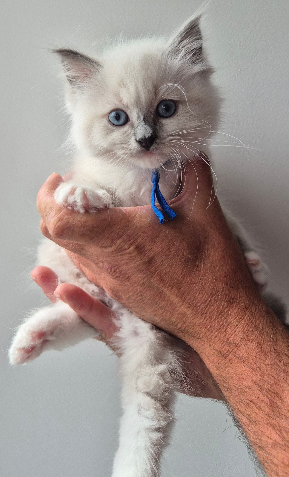 Kittens 75% Ragdoll / 25% Siamees, Meerdere dieren
