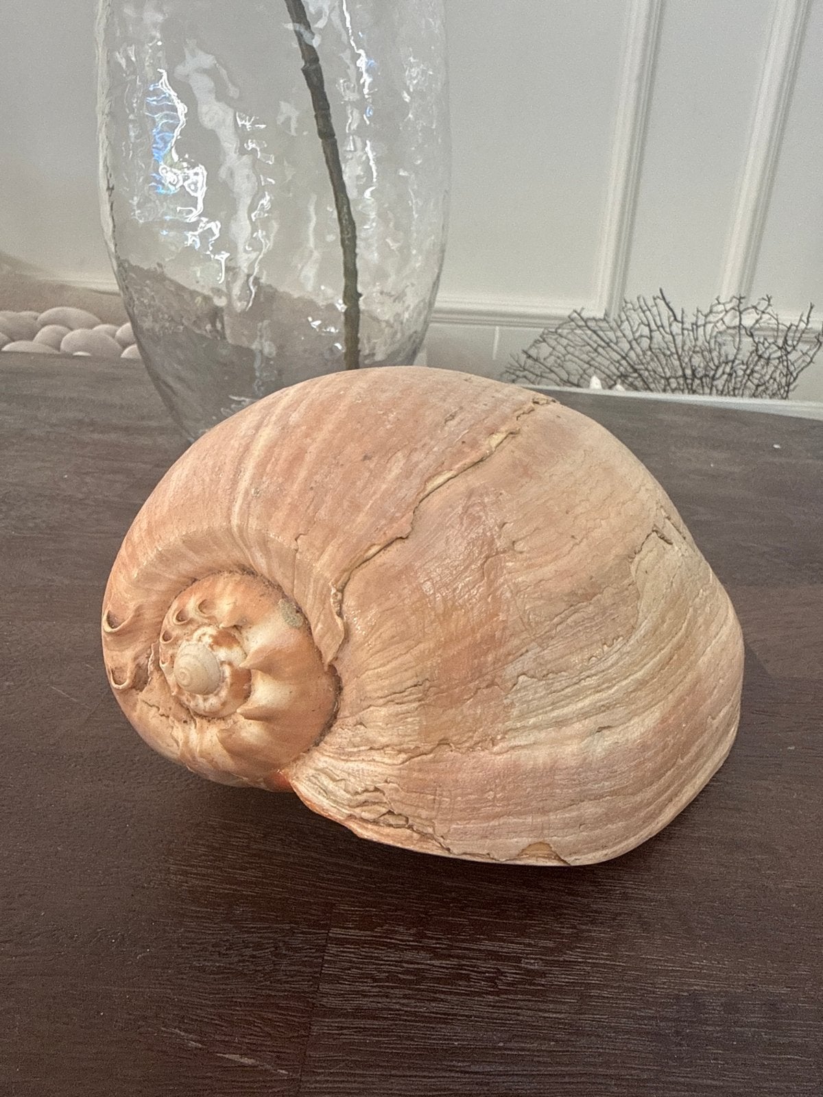 Grote Natuurlijke Melo Melo Schelp - Decoratief Woonaccent, Ophalen, Schelp(en)