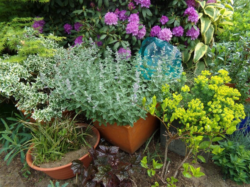 Grote nepeta, Ophalen, Vaste plant, Overige soorten, Volle zon