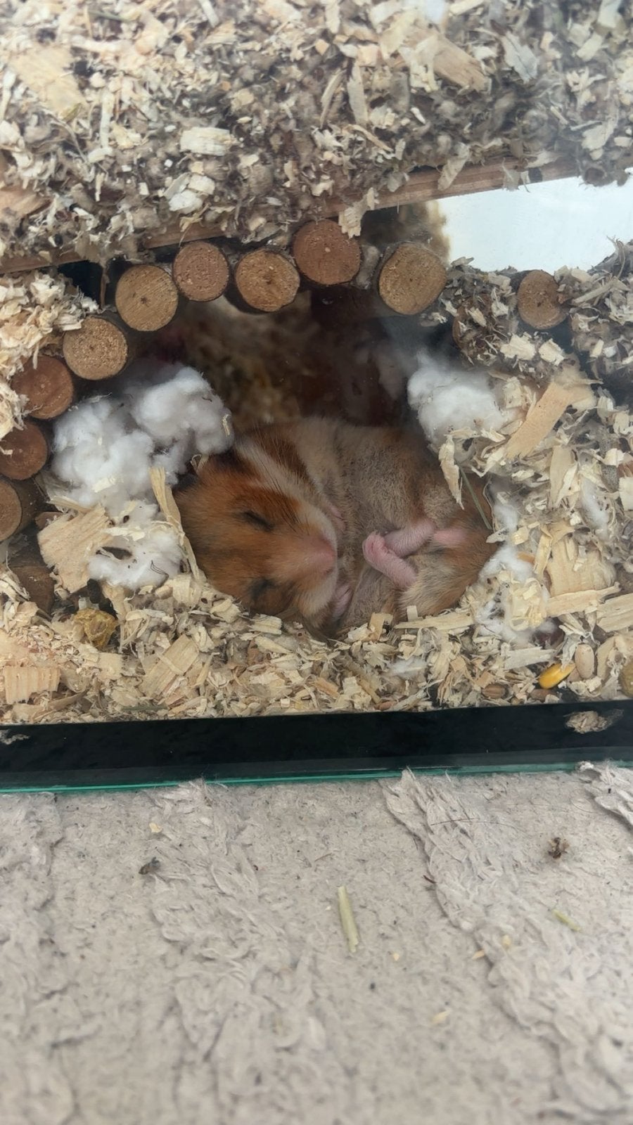 Hamster inclusief kooi, voer en alle extra spullen!, December, Vrouwelijk, Hamster