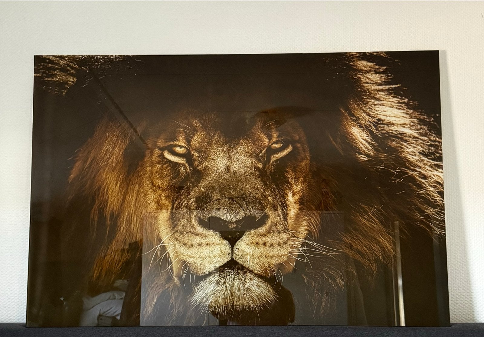 Indrukwekkende Leeuwenkop Print op Glas, Ophalen, 100 tot 125 cm, 75 – 100, Print