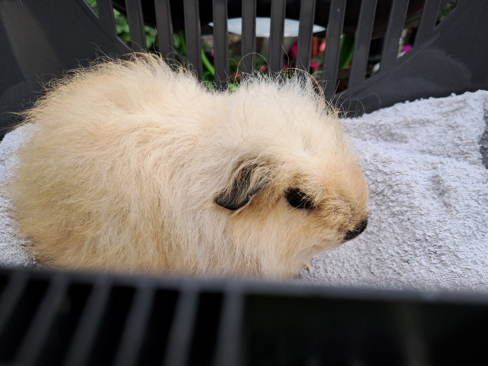 te koop jonge ch teddy california cali creme en wit choco, Dieren en Toebehoren, Cavia, Mannelijk, Juli, Tam