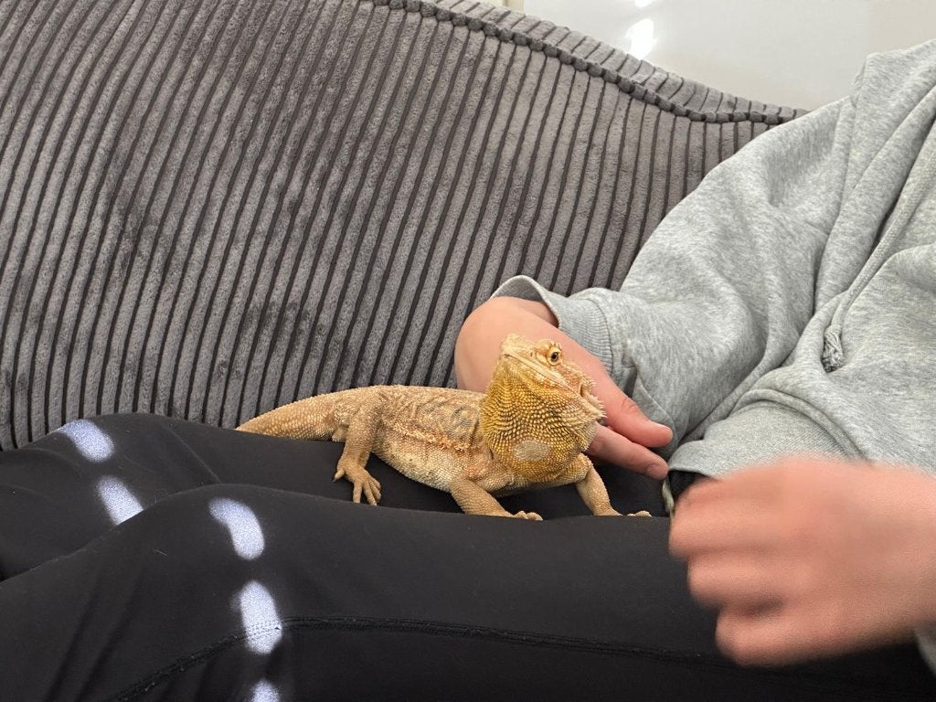 Baardagaam vrouwtje met terrarium, onderkast en toebehoren Bearded Dragon photo 4