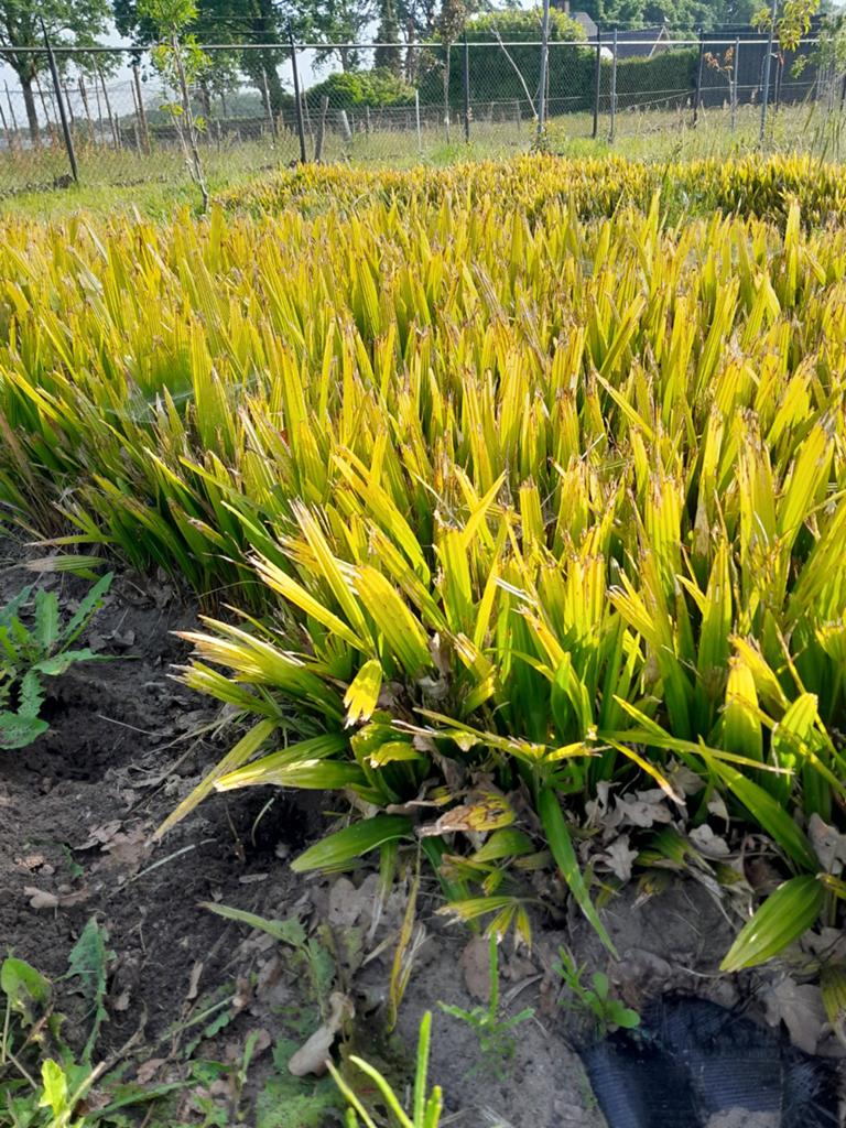 Zaailingen trachycarpus palmbomen, Tuin en Terras, Ophalen of Verzenden, Overige soorten, Volle zon