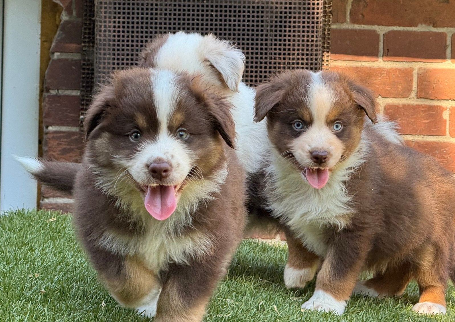 Australian Shepherd pups 1500€, Nederland, Parvo, Overige rassen, 8 tot 15 weken