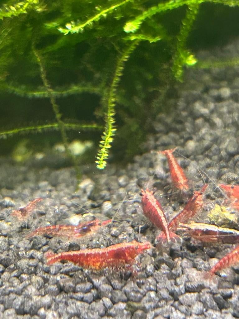 Rode garnalen, Dieren en Toebehoren, Vissen | Aquariumvissen, Kreeft, Krab of Garnaal, Zoetwatervis
