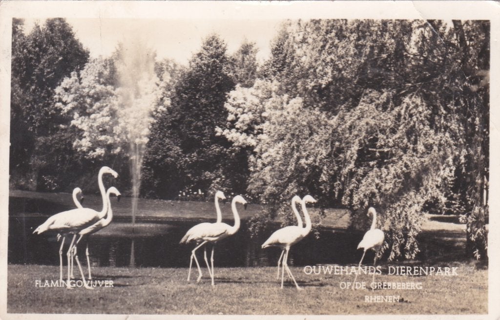 18589 Flamingovijver Ouwehands Dierenpark op de Grebbeberg, Verzamelen, Ansichtkaarten | Nederland, Verzenden, 1940 tot 1960, Gelopen