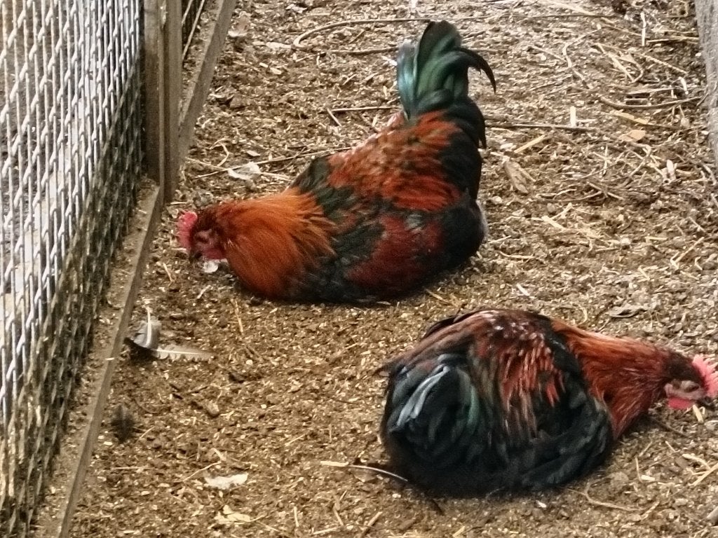 Te koop jonge hanen, Dieren en Toebehoren, Pluimvee, Mannelijk, Kip