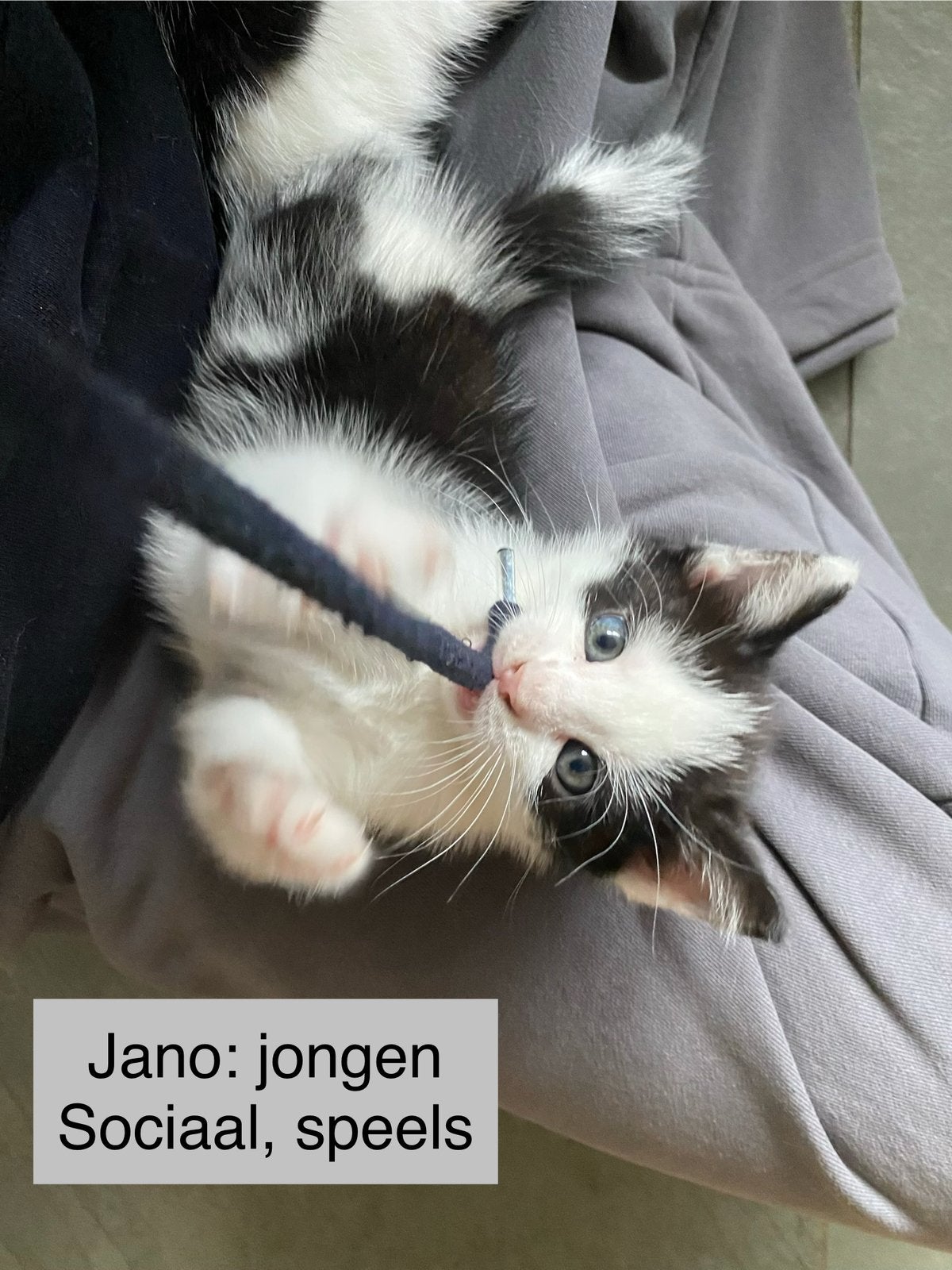 Kittens koe print, sociaal, bijna 8weken, Meerdere dieren, 0 tot 2 jaar