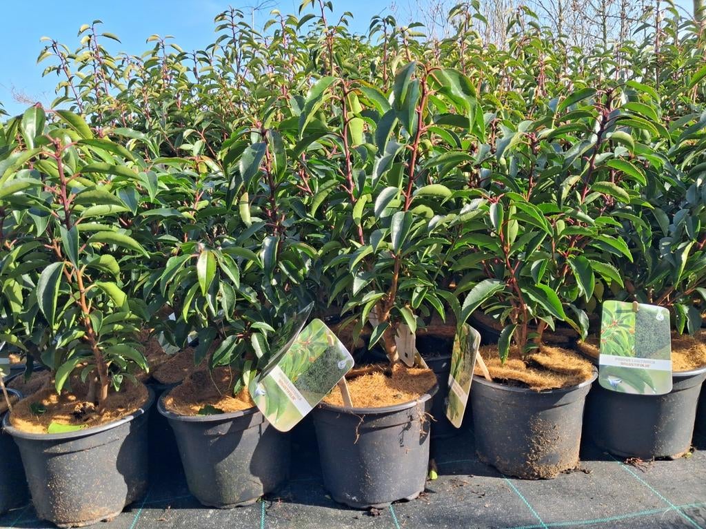 Portugese Laurier, Prunus lusitanica 30 cm nu €7,95 pot gekw, Ophalen of Verzenden, Laurier, Struik, Minder dan 100 cm