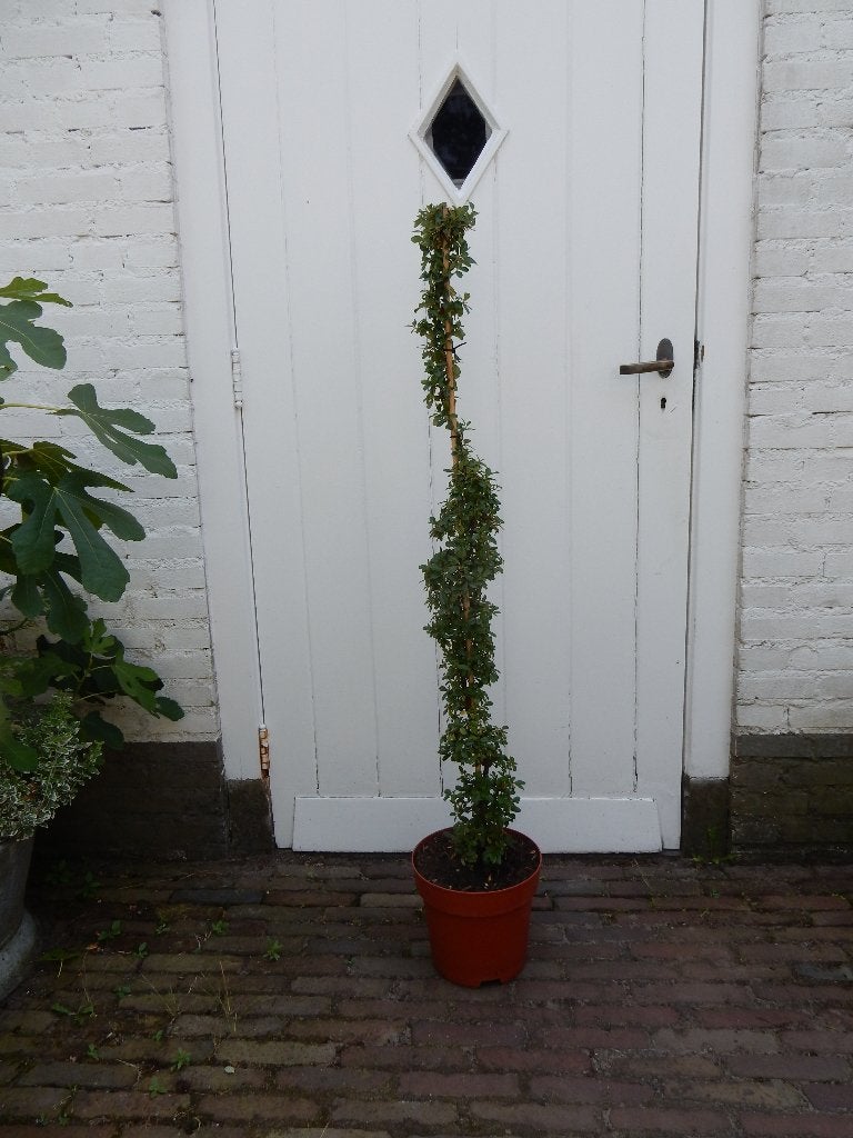 COTONEASTER VERTIKAAL GEKWEEKT, Tuin en Terras, Planten | Tuinplanten, Volle zon, Vaste plant, Lente, Ophalen