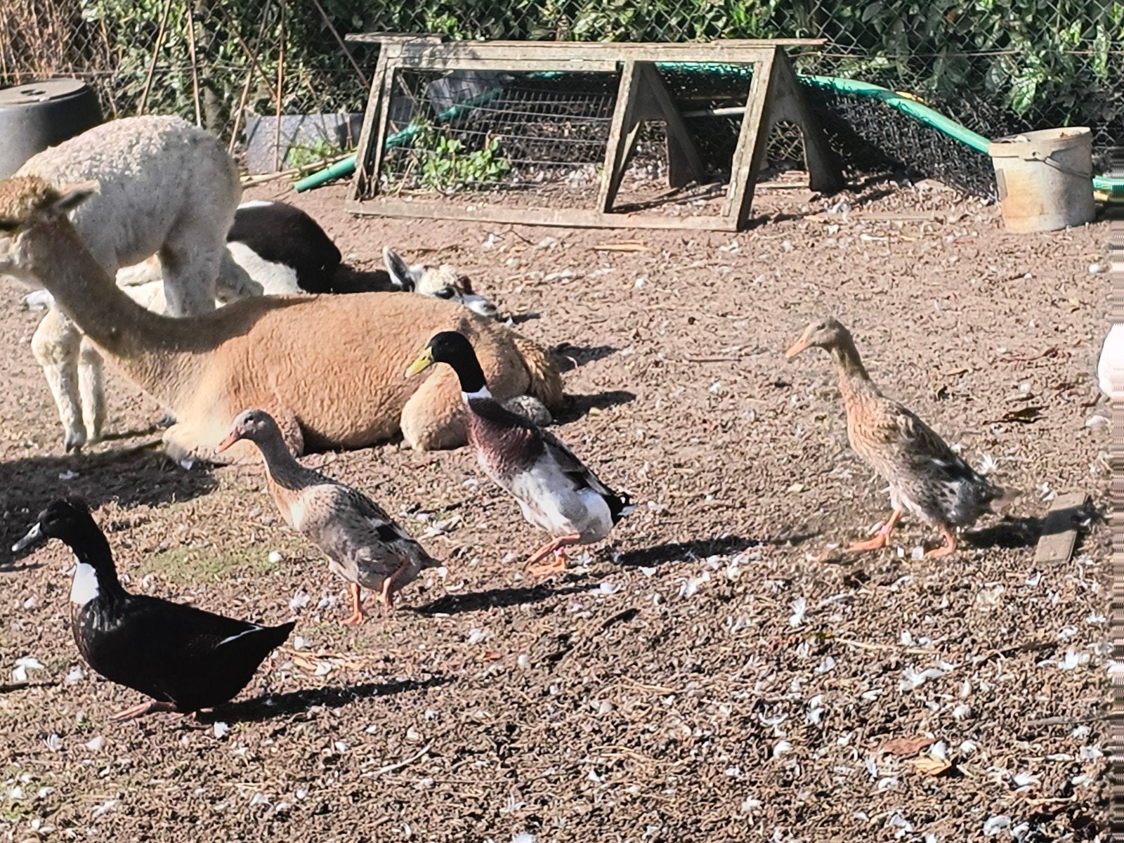 te koop mooie Indische loopeenden, Meerdere dieren, Eend